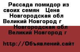 Рассада помидор из своих семян › Цена ­ 10 - Новгородская обл., Великий Новгород г.  »    . Новгородская обл.,Великий Новгород г.